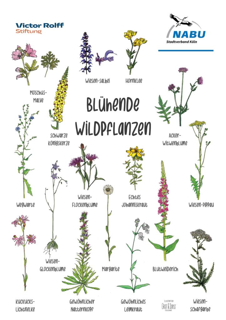 Blühendes Köln