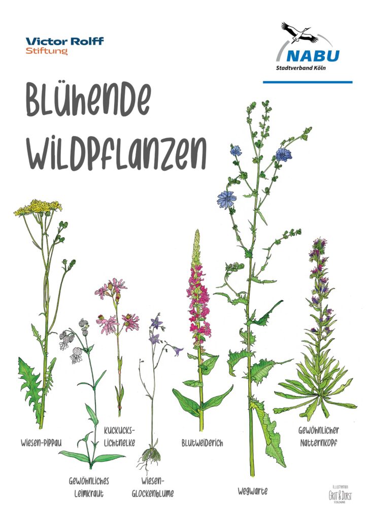 Blühendes Köln